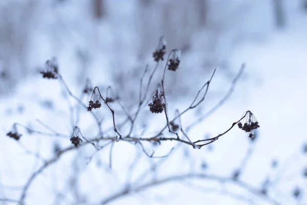 Winter Landscape Snow Cold Background — Stockfoto