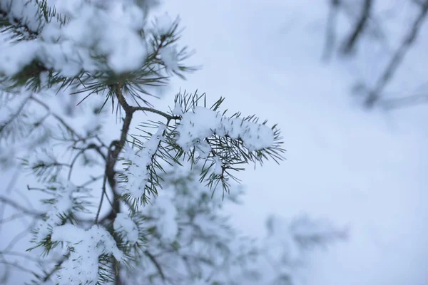 Winter Landschaft Schnee Kalt Hintergrund — Stockfoto