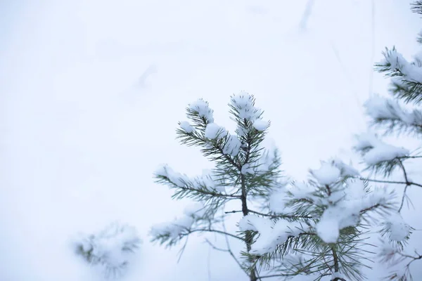 winter landscape snow cold background