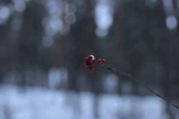冬景色雪の寒さの背景 — ストック写真