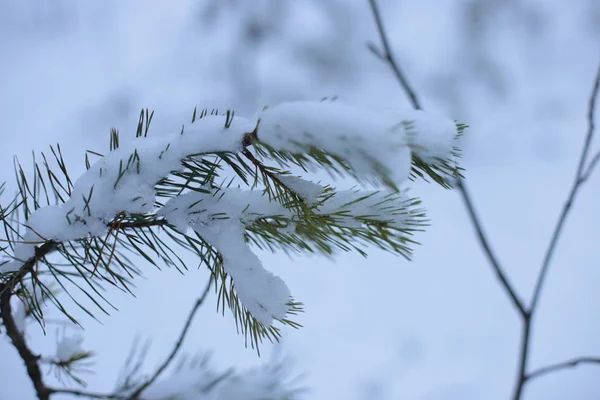 冬景色雪の寒さの背景 — ストック写真