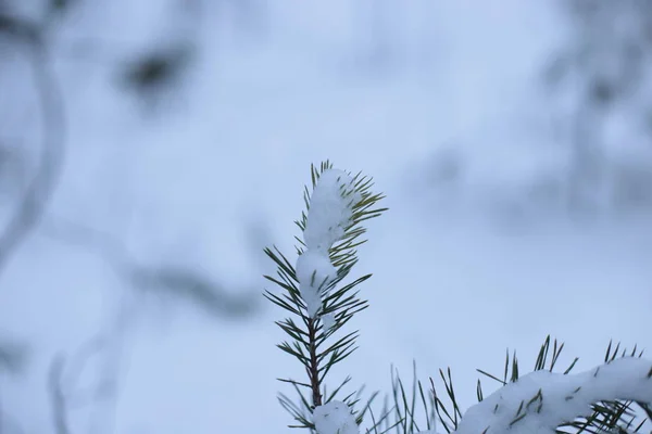 Winter Landscape Snow Cold Background — 스톡 사진