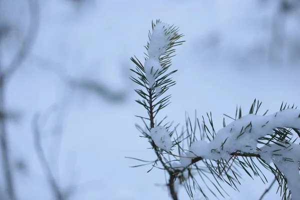 Invierno Paisaje Nieve Frío Fondo —  Fotos de Stock