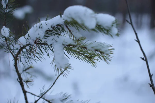Χειμερινό Τοπίο Χιόνι Κρύο Φόντο — Φωτογραφία Αρχείου