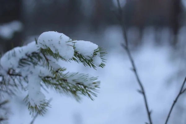 Зимний Пейзаж — стоковое фото