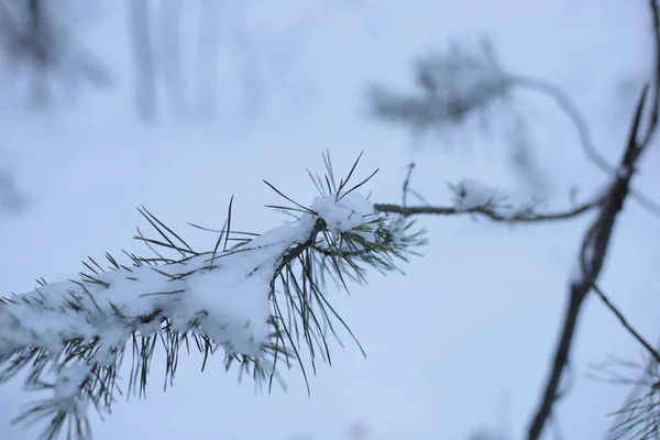 winter landscape snow cold background