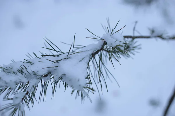 Χειμερινό Τοπίο Χιόνι Κρύο Φόντο — Φωτογραφία Αρχείου