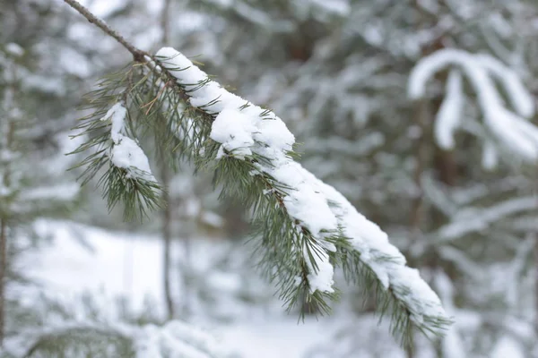 冬景色雪の寒さの背景 — ストック写真