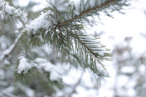 winter landscape snow cold background