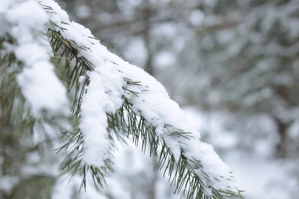 Winter Landscape Snow Cold Background — Stock Photo, Image