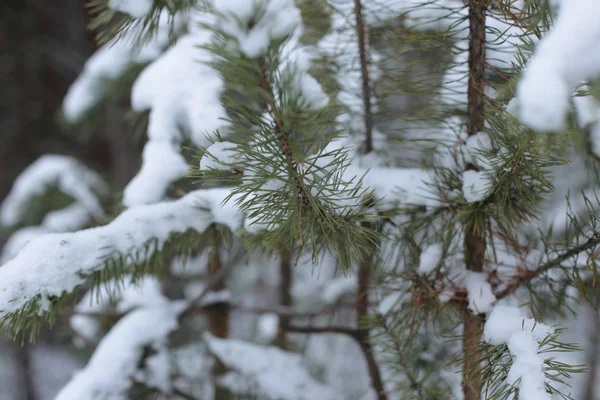 Inverno Paesaggio Neve Freddo Sfondo — Foto Stock