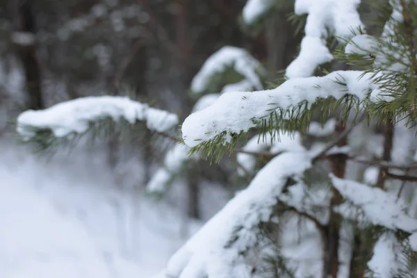 Invierno Paisaje Nieve Frío Fondo —  Fotos de Stock