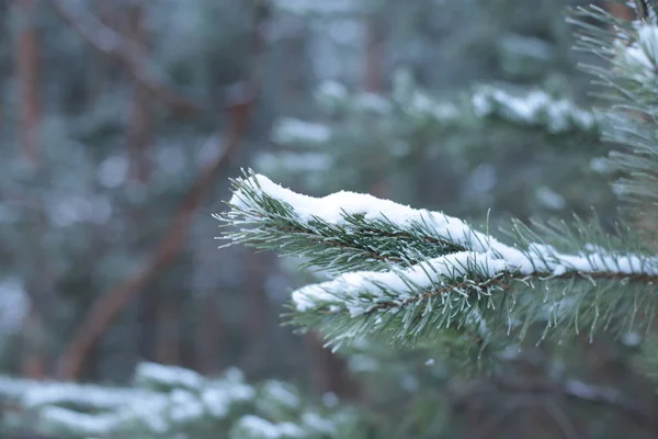 Invierno Paisaje Nieve Frío Fondo —  Fotos de Stock