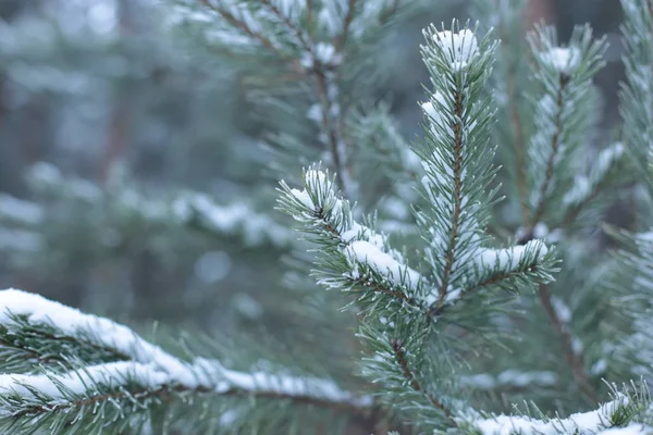 winter landscape snow cold background