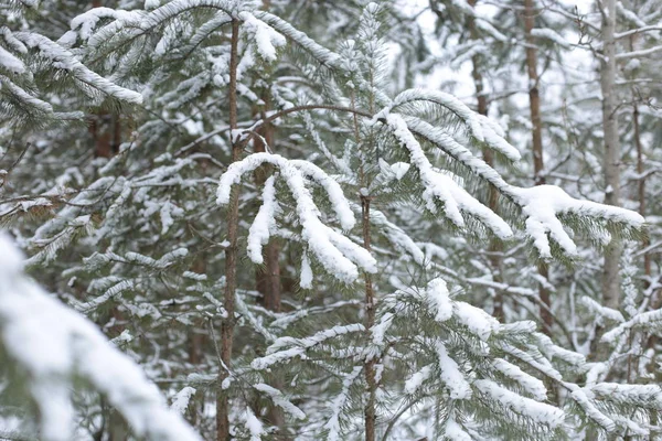 Winter Landscape Snow Cold Background Stock Image