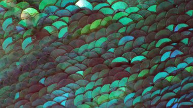 bir çok parlak parlak yanardöner pullar makro fotoğraf arkaplanı