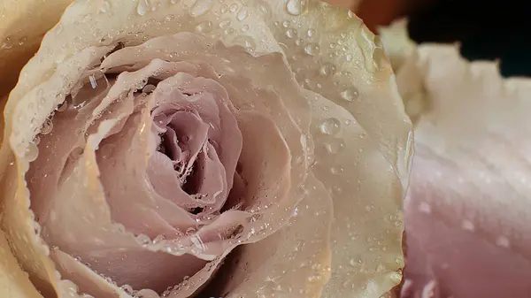 Macro Photo Flower Streaks Dew Drops Rose — Stok fotoğraf