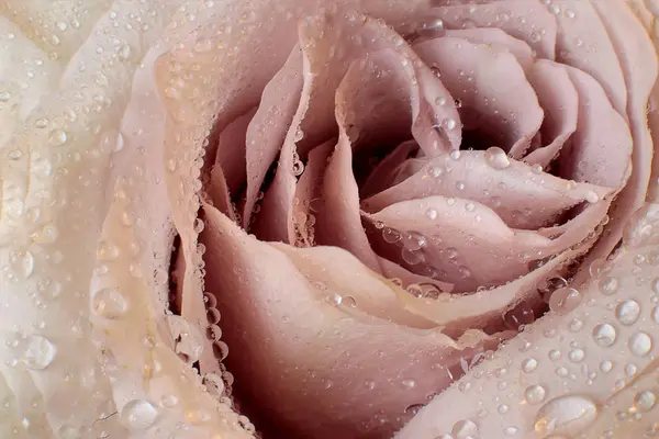 Macro Photo Flower Streaks Dew Drops Rose — Stok fotoğraf