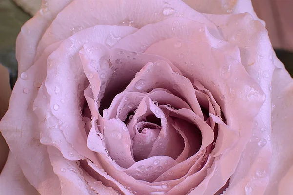 Macro Photo Stries Fleurs Gouttes Rosée Sur Une Rose — Photo