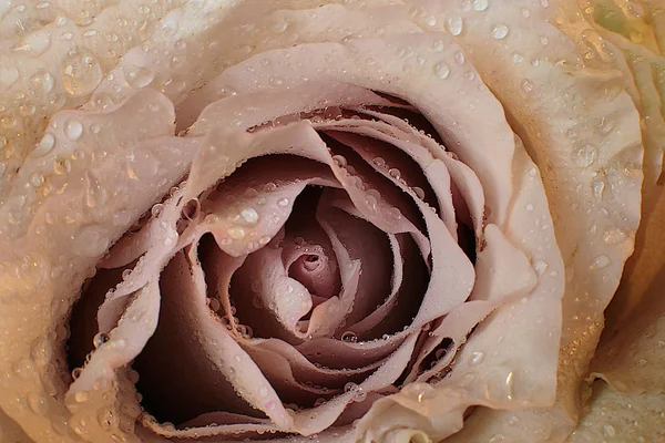 Macro Photo Flower Streaks Dew Drops Rose — 图库照片