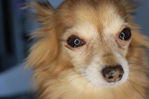 Face Dog Chihuahua Macro Photo — Stock Photo, Image