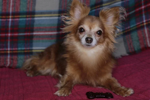 赤犬Chihuahuaマクロの背景 — ストック写真
