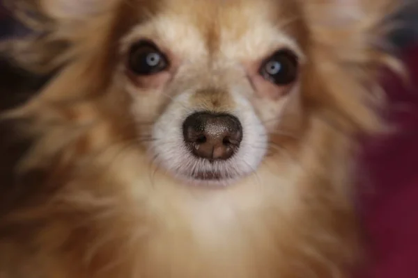 Perro Rojo Chihuahua Macro Fondo — Foto de Stock