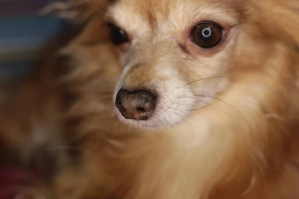 Red Dog Chihuahua Macro Background — Stock Photo, Image