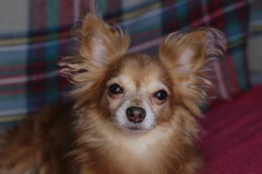 Kırmızı köpek chihuahua makro arka plan