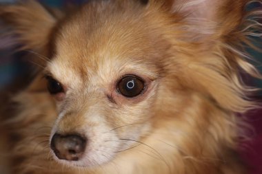 Kırmızı köpek chihuahua makro arka plan