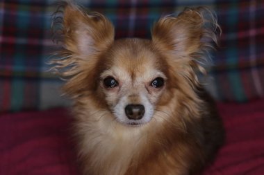 Kırmızı köpek chihuahua makro arka plan