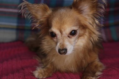 Kırmızı köpek chihuahua makro arka plan