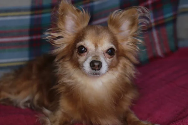 赤犬Chihuahuaマクロの背景 — ストック写真