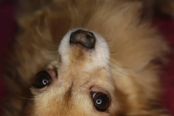 Chihuahua Chien Rouge Macro Fond — Photo
