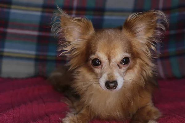 Vermelho Cão Chihuahua Macro Fundo — Fotografia de Stock