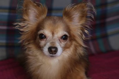 Kırmızı köpek chihuahua makro arka plan