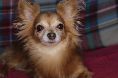 Kırmızı köpek chihuahua makro arka plan