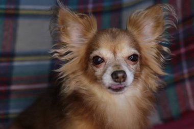 Kırmızı köpek chihuahua makro arka plan