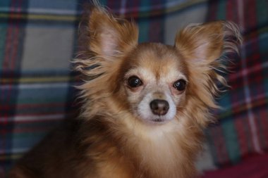 Kırmızı köpek chihuahua makro arka plan