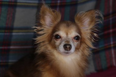 Kırmızı köpek chihuahua makro arka plan