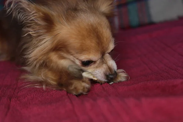 Red Dog Chihuahua Macro Background — Stock Photo, Image