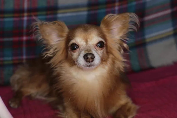 Red Dog Chihuahua Macro Background — Stock Photo, Image