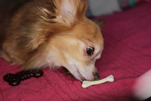 Perro Rojo Chihuahua Macro Fondo — Foto de Stock