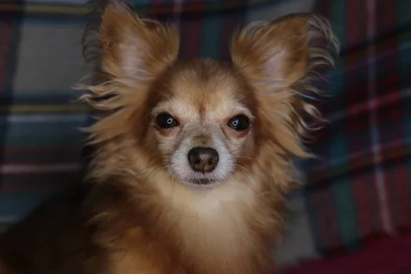 Perro Rojo Chihuahua Macro Fondo —  Fotos de Stock