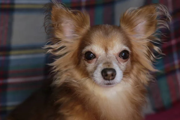 Perro Rojo Chihuahua Macro Fondo — Foto de Stock