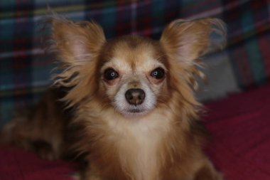 Kırmızı köpek chihuahua makro arka plan