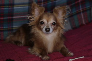 Kırmızı köpek chihuahua makro arka plan