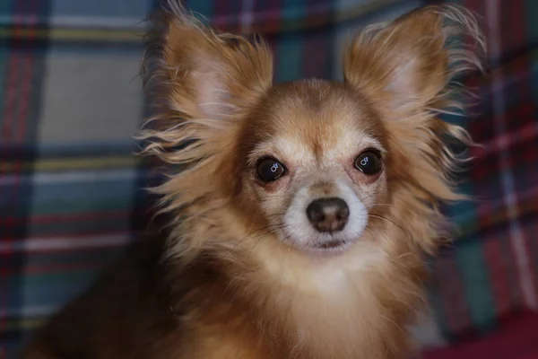 Red Dog Chihuahua Makrohintergrund — Stockfoto