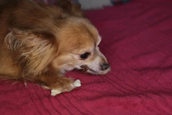 赤犬Chihuahuaマクロの背景 — ストック写真
