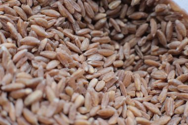 Makro fotoğraf arkaplanı kuru lapa yazılıyor